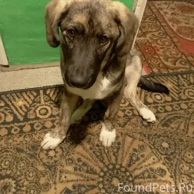 Пропал [тип неизвестен] собака, район Макаренко