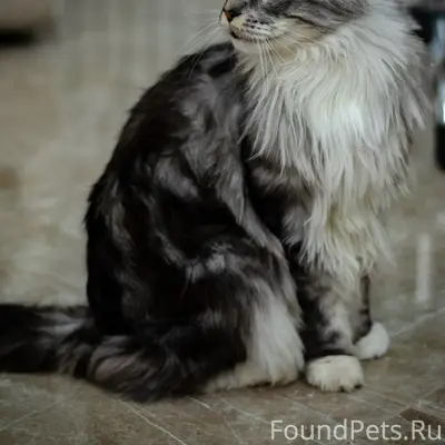 Пропала кошка МэйКун, Пермский край