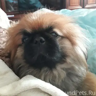 Пропал пес Альф, Бурково, Табора