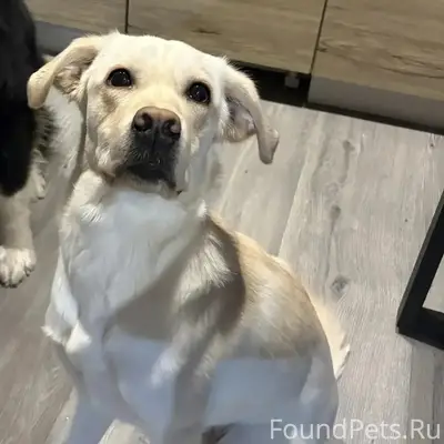 Пропал пёс Балу