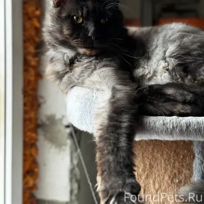 Пропал кот, Семилукские выселки (Березовка)