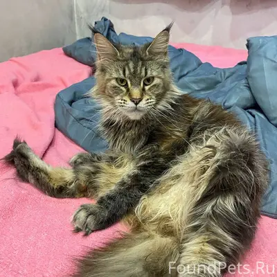 Пропали мейнкуны Тина и Лея, пгт Афипский