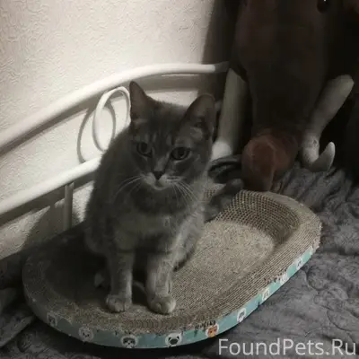 Найдена кошка, Павловск