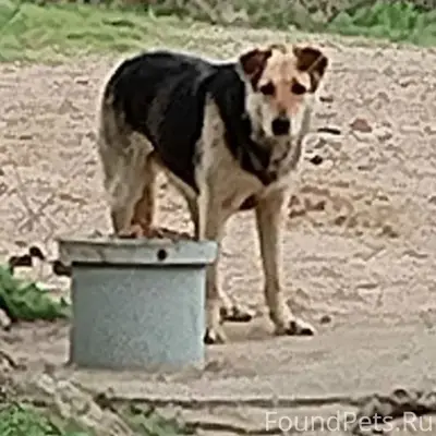 Пропала собака Джуля