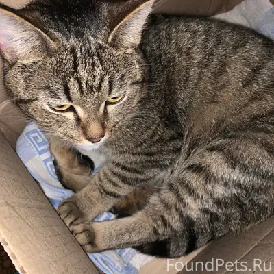 Найдена кошка, район Сыробогатова