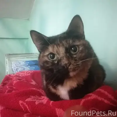 Найдена трехцветка у метро Первомайская