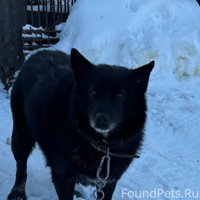 Пропал кобель Цыган, 2-я Гавриловка