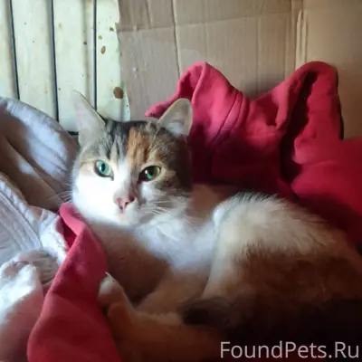 Найдена трёхцветная кошка, Санкт-Петербург