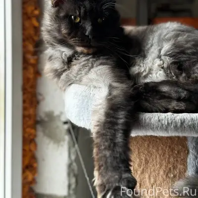 Пропал кот, Семилукские выселки (Березовка)