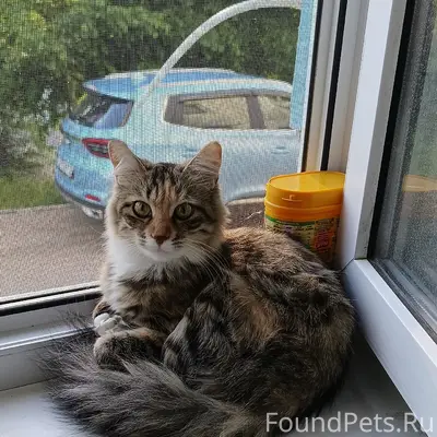 Пропала кошка Красотуля, 1 этаж, дом 14