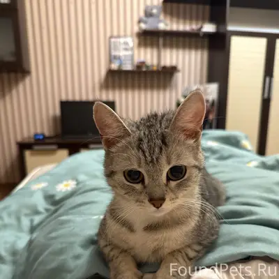 Пропала кошка Эмми, переулок Станционный