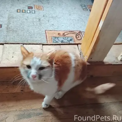 Найден кот, 