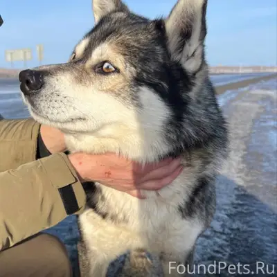 Найден хаски, трасса между Сухой речкой и дачами Маручак