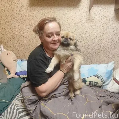 Пропал пекинес Ричард, Фокинский район