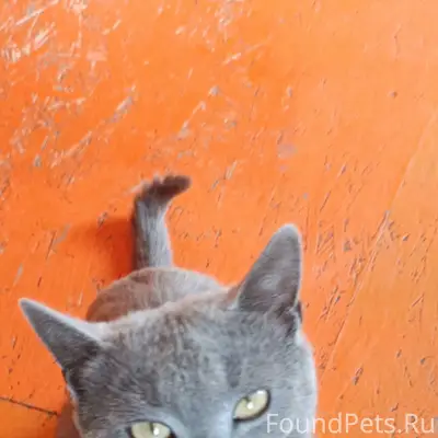 Пропал кот Пушистик, улица Ленина 43