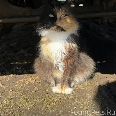 Пропала кошка, улица Курасова