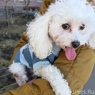 Найден тип собака, Варшавская 23