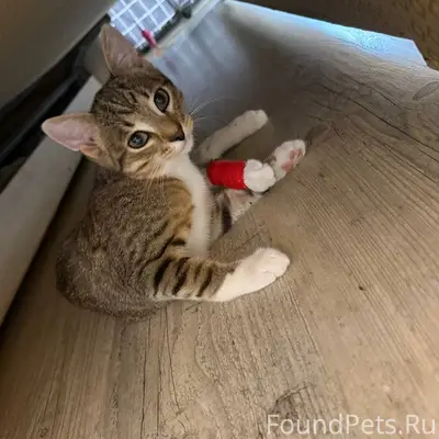 Пропал котёнок Тёма, Большевитский переулок