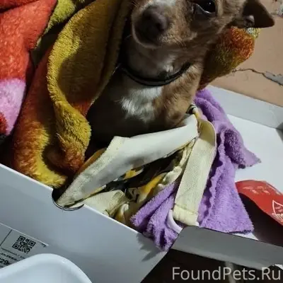 Найден бездомный пёс, пер. Комсомольский