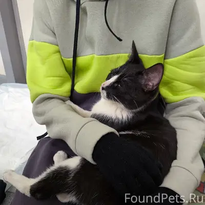 Найден котик, ул. Пражская, 7