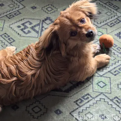 Пропала дворняга Пуша, Нахаловка