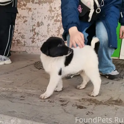 Пропала девочка-щенок, бело-чёрная, Бежица