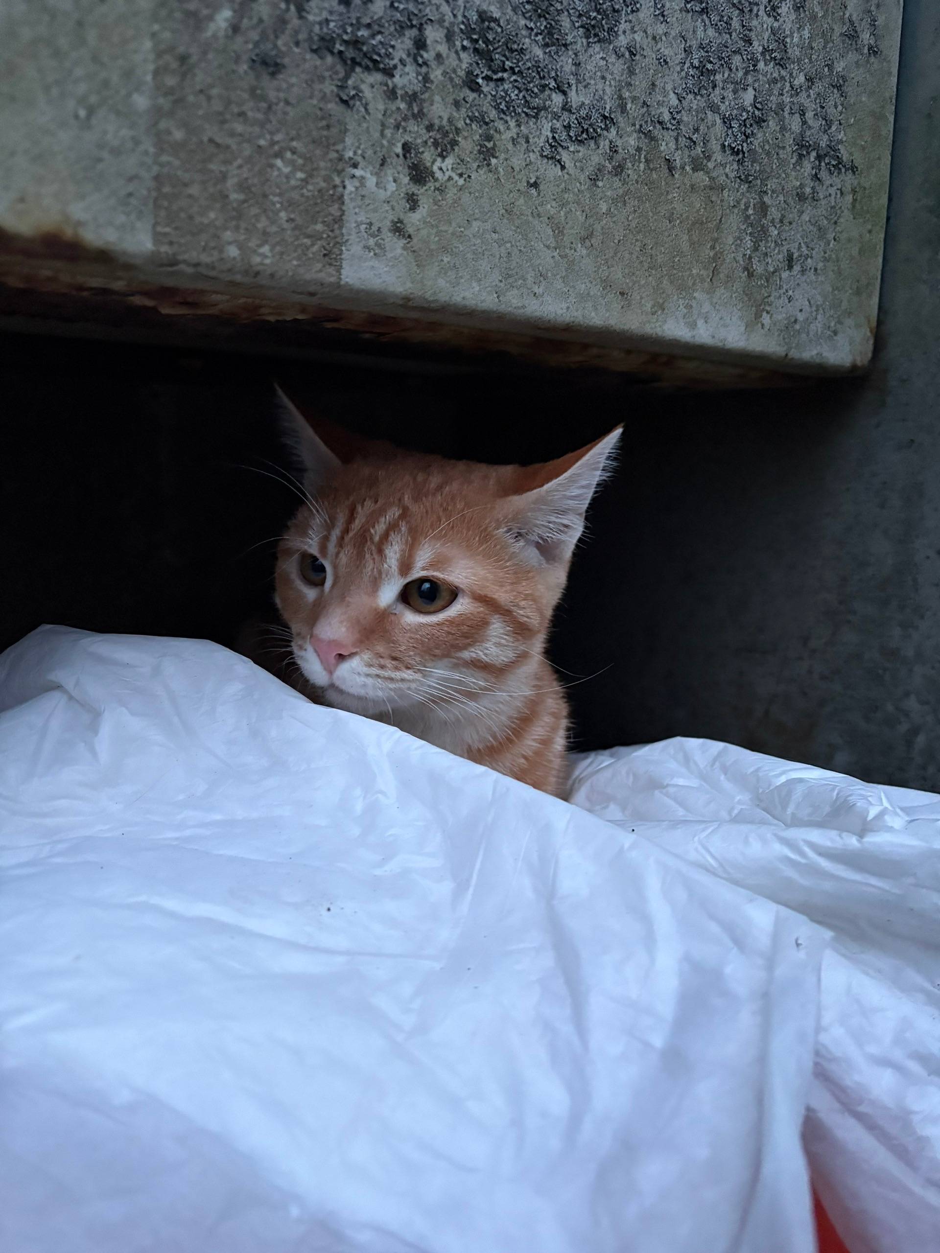 Найден кот, Октябрьский район