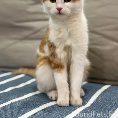 Найден котёнок, район ул. Хасанова и ул. Карла Маркса