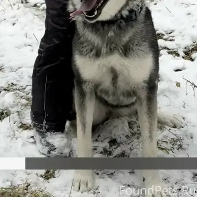 Пропала лайка Вега, П. Сергеиха Камешковский район