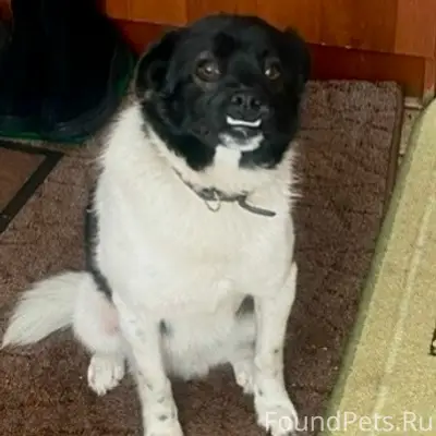 Пропал Чапа, собака, Ямская