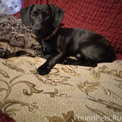 Пропала собака, город