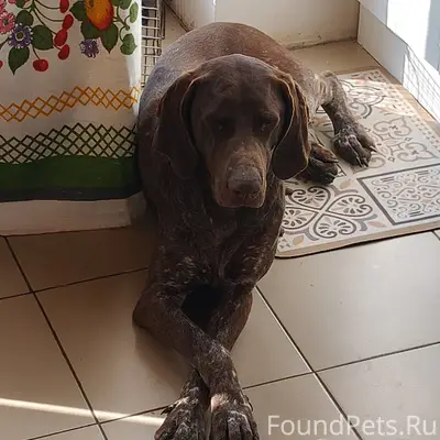 Найдена собака курцхаар 