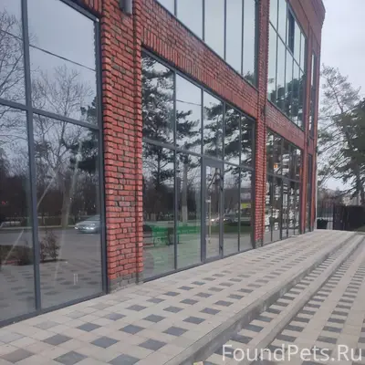 Пропала дворовая собака, рыжая, центр Крымска