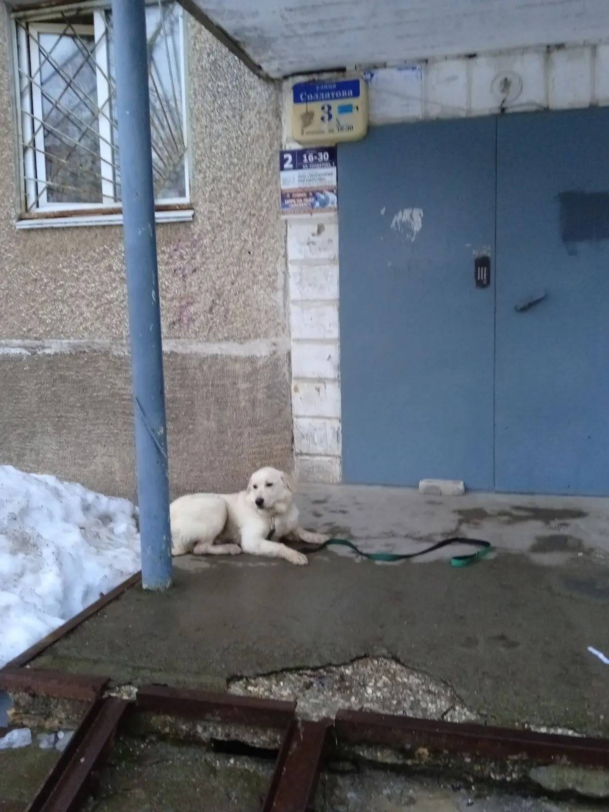 Пропала собака, Солдатова 3