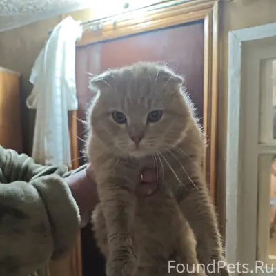 Найден кот, ласковый и добрый