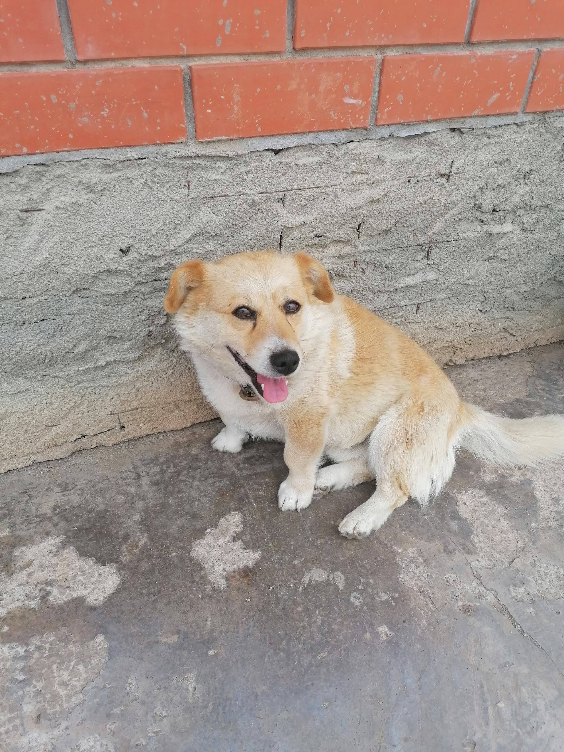 Пропал Цезарь, собака возле тц Карачи