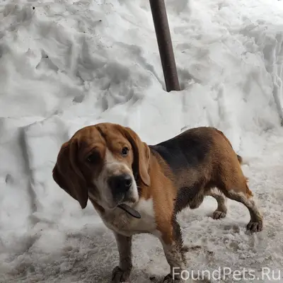 Найден бигль, Авиастроительный район