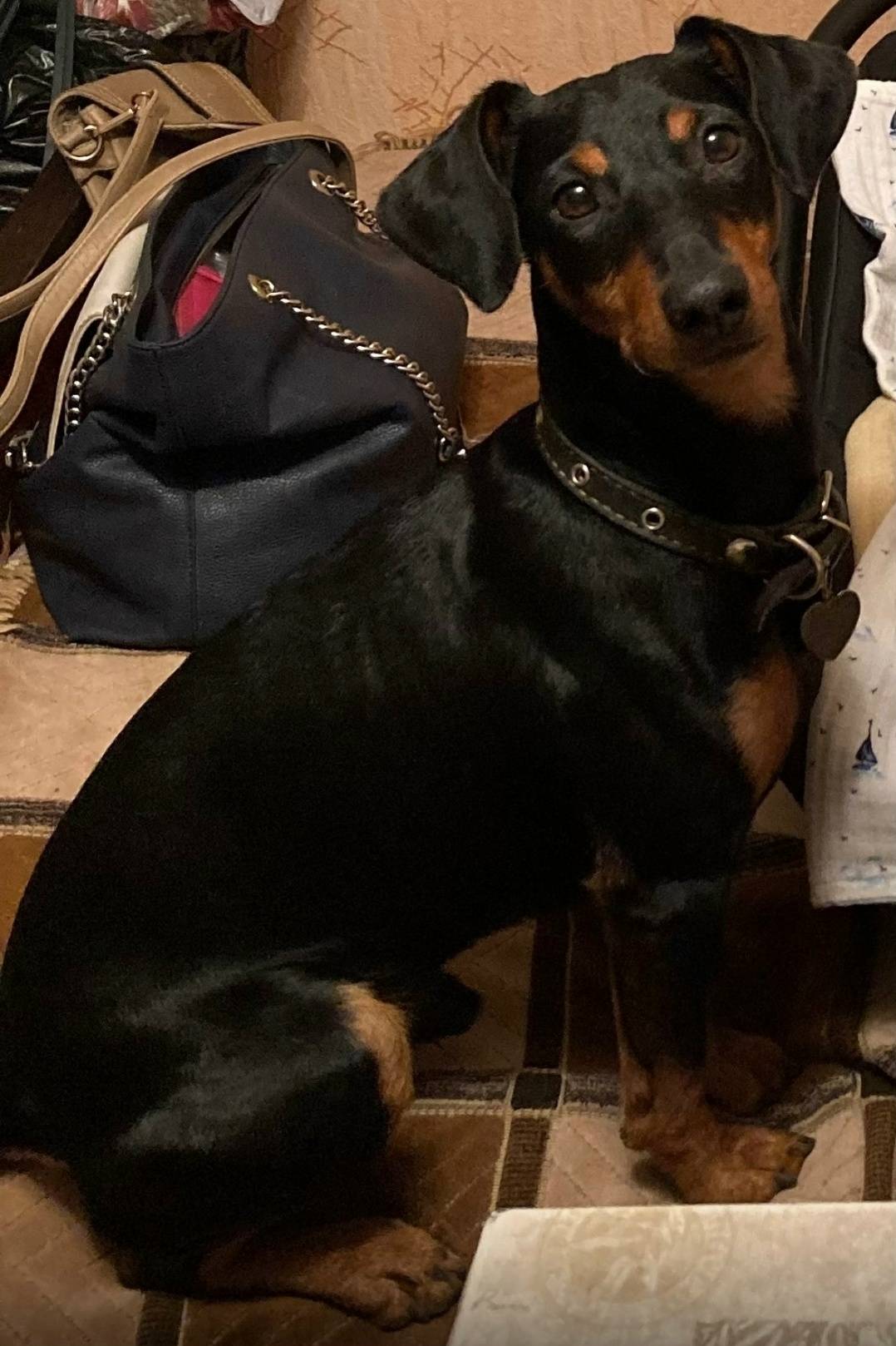 Пропала собака, п. Солотча