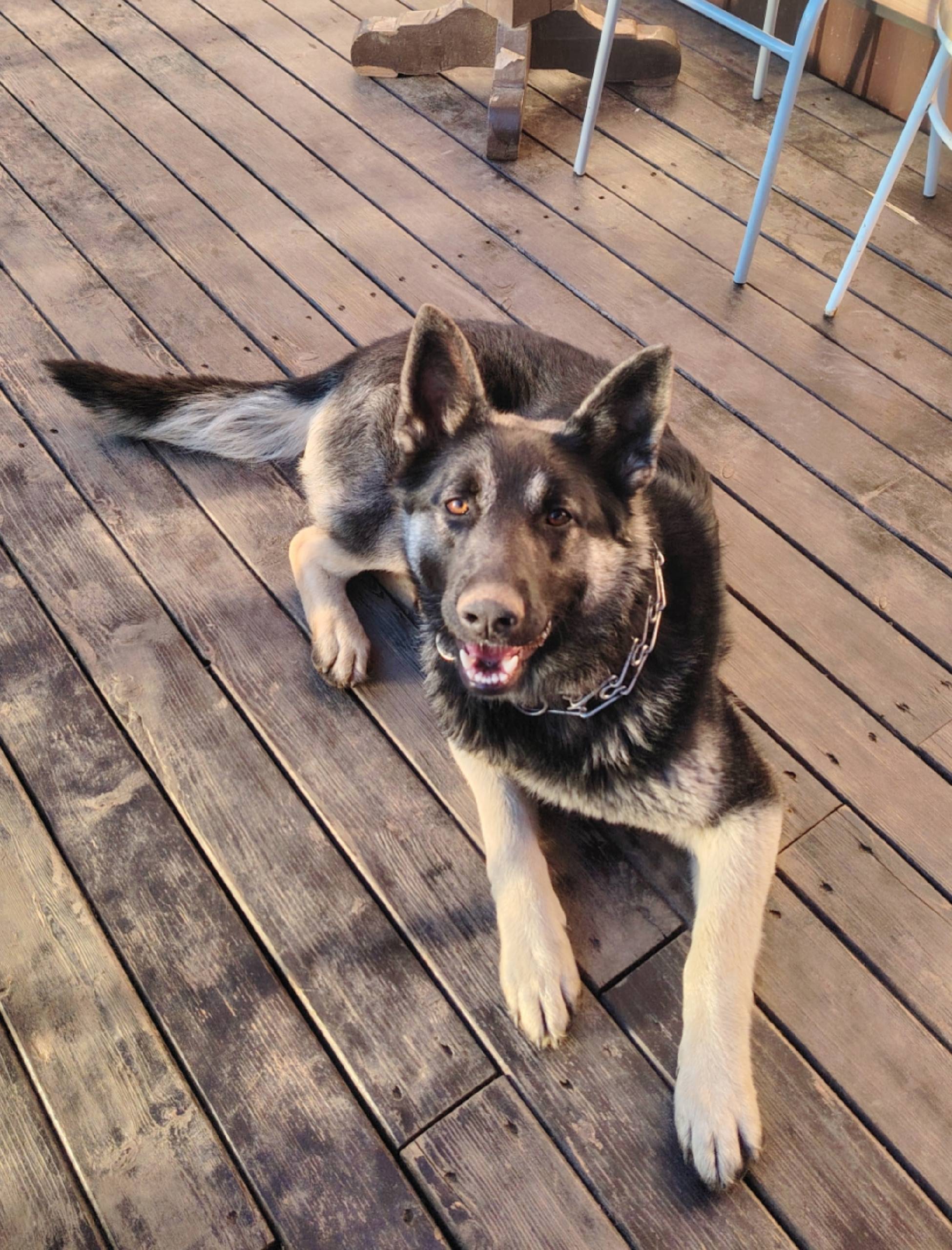 Пропала овчарка Багира, район Мги