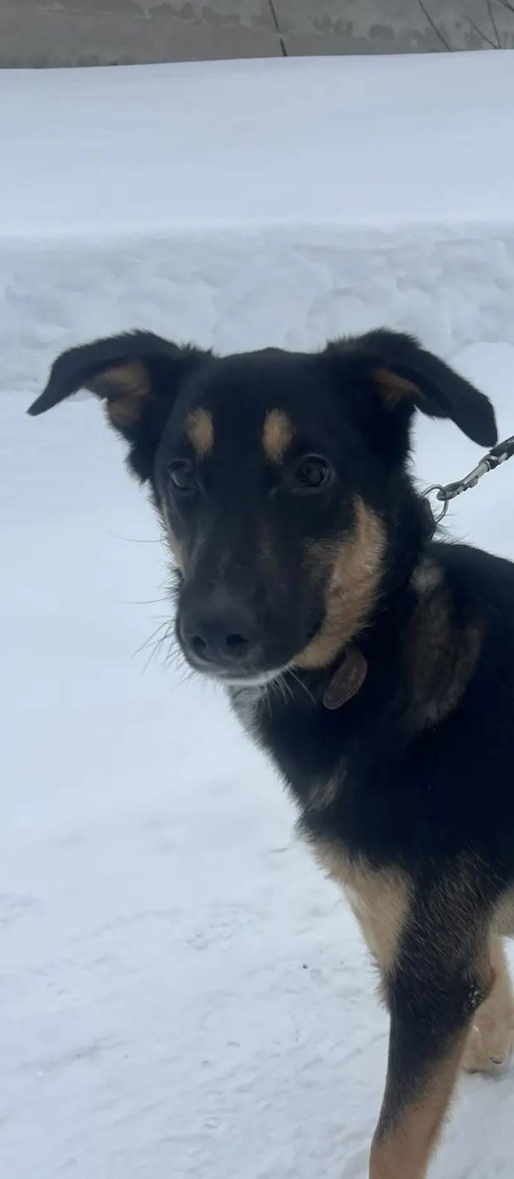 Пропал пёс Рик, Новые Ляды