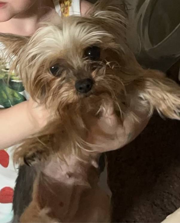 Пропала собака йоркширский терьер мини, без местоположения