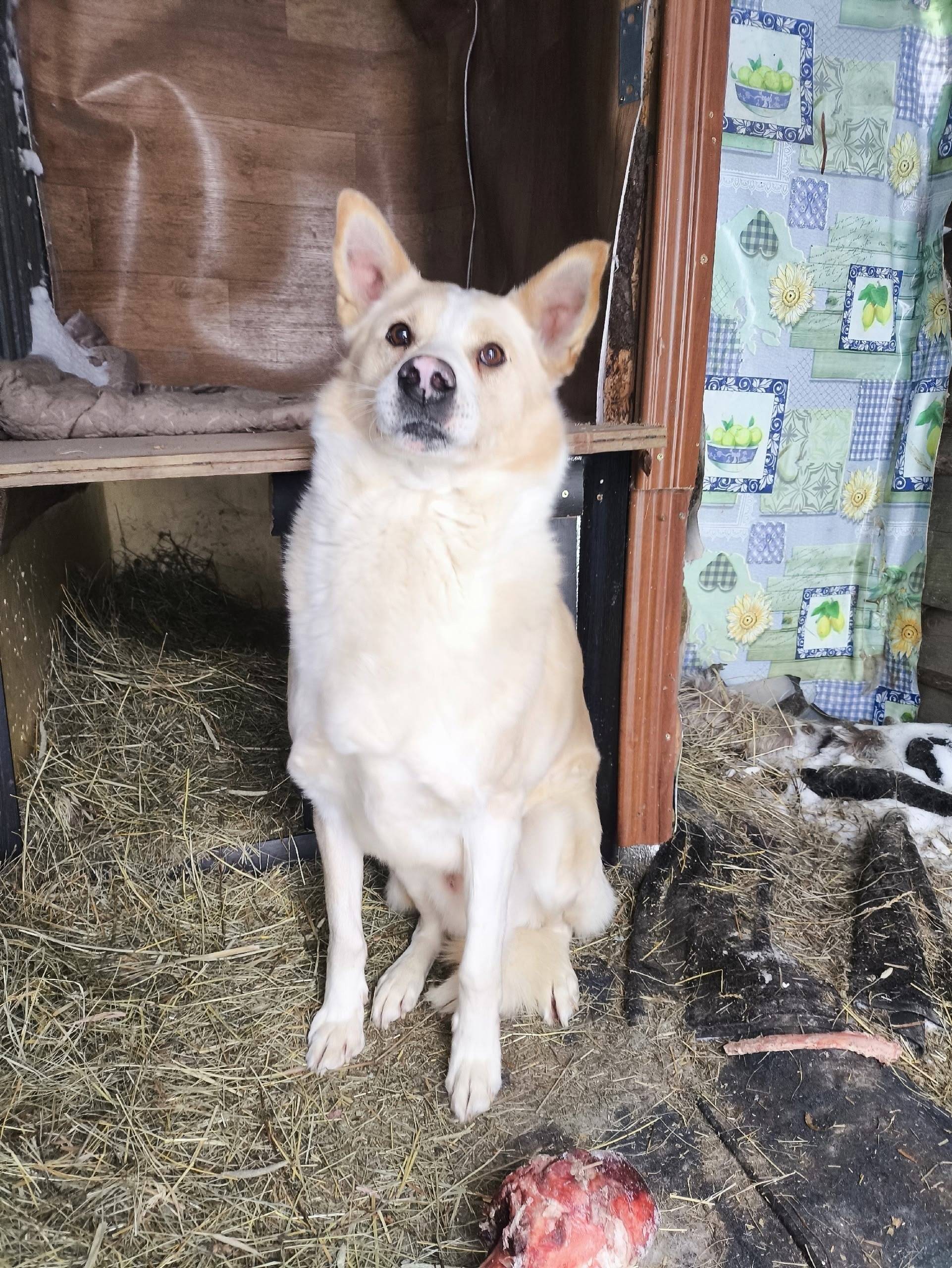 Пропал пёс Джек, район аэропорта Большое Савино