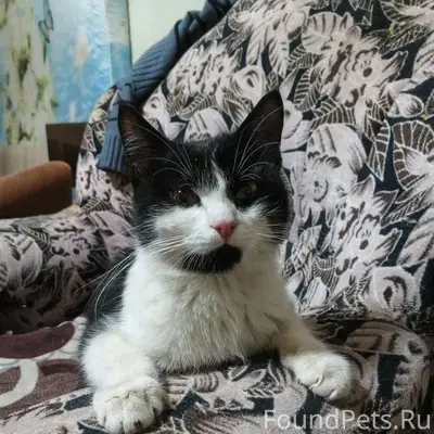 Найден кот, ул. Архангельская 12