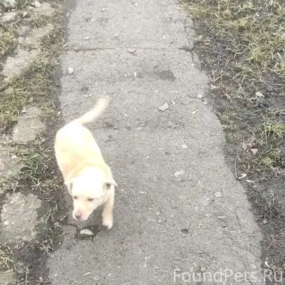 Найден щенок девочка, Средний Икорец