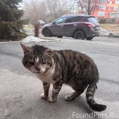 Найдена кошка/кот с травмой, улица Челюскинцев
