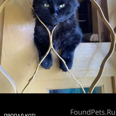 Пропал кот Федя, Московский мкр