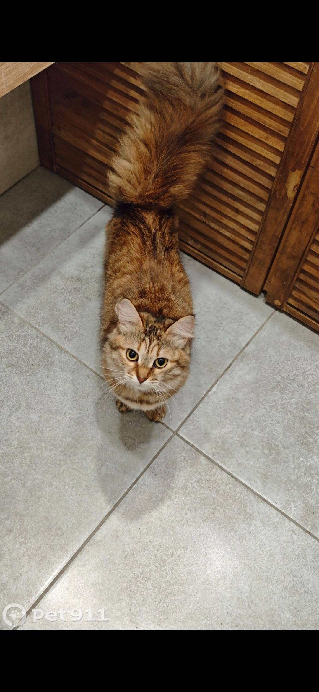 Найдена кошка в Туле, Вознесенского, 9