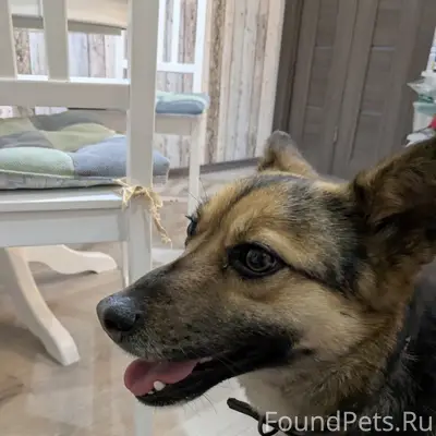 Найдена собака, ЖК Андриановский