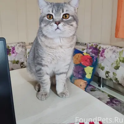 Пропал кот Степа, район ул. Толстого — ул. Лесная