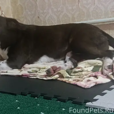 Найдена собака, район Голубых Далей